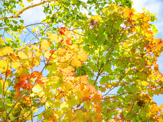 紅葉している木と葉っぱ