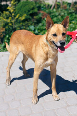 Adorable happy brown dog portrait in sunny street, homeless doggy on a walk