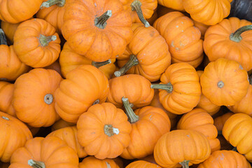 Pumpkins on a Market Stall