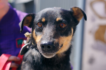 Adorable little dog portrait in sunny street, save  homeless doggy.