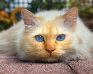 Closeup of a blue-eyed cat lying flat on the floor