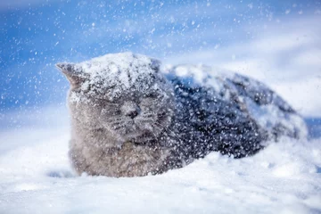 Fotobehang Blue British shorthair cat lying outdoors in winter. The cat is on the deep snow at blizzard © vvvita