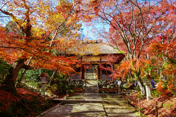 紅葉に染まった京都・嵯峨野の常寂光寺（仁王門）