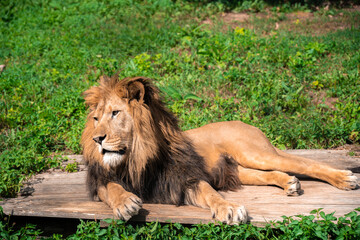Lion lying on the grass with a calm face expression
