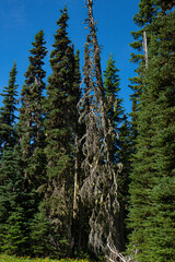 alpine pine trees