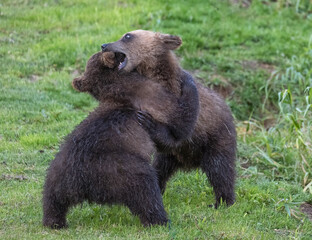 Two brown bear cubs playing in the wild, Kamchatka, Russia
