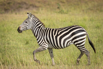 Fototapeta premium Adult zebra running on green grass in Masai Mara in Kenya