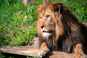 Lion lying on the grass with a calm face expression