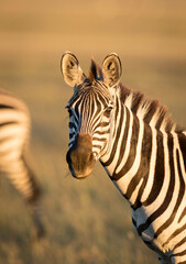 Obraz premium Vertical portrait of an adult zebra looking straight at camera in golden morning light in Masai Mara in Kenya