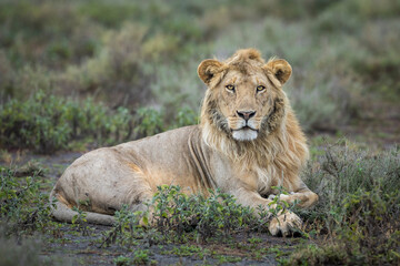 Obraz na płótnie Canvas Horizontal portrait of a young male lion in Ndutu Tanzania