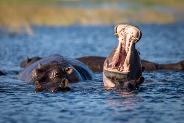 Fototapeta premium Hippo yawning in Chobe River in Botswana