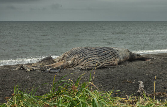 Dead Whale On The Beach With Gray Sand