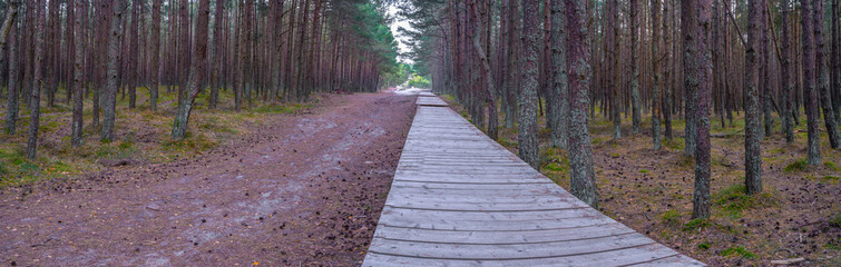 autumn pine forest, panorama