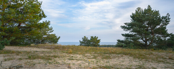 glade with pine trees, blue sea and sky on the background © Dmitriy Popov