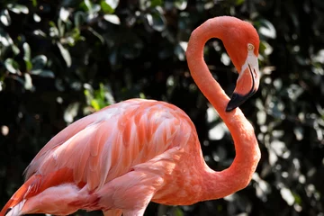 Gordijnen Close-up of a flamingo © naotoshinkai