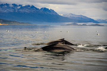 Whales in the Beagle Channel. Beagle Channel is a strait in Tierra del Fuego Archipelago on the...