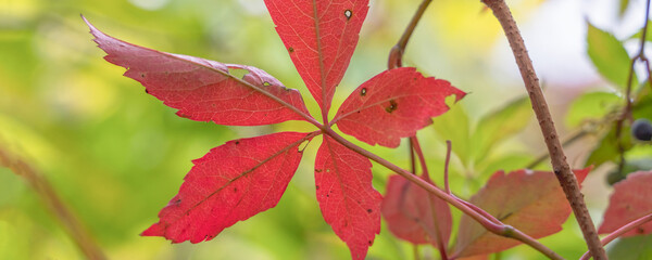 red autumn leaves among yellow foliage, blurry background