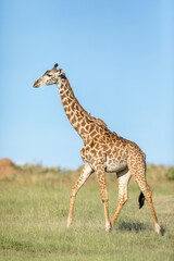 Naklejka na ściany i meble Vertical portrait of a female giraffe walking in green plains of Masai Mara in Kenya