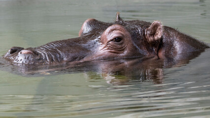 Fototapeta premium Close-up of a hippo