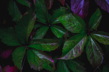 dark green leaves plant, background, pattern