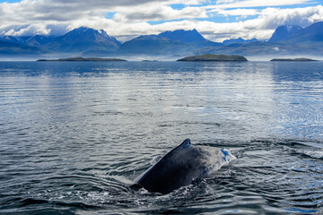 Whales in the Beagle Channel. Beagle Channel is a strait in Tierra del Fuego Archipelago on the extreme southern tip of South America between Chile and Argentina.