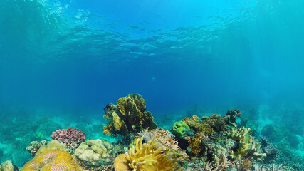Tropical fishes and coral reef at diving. Underwater world with corals and tropical fishes. Panglao, Bohol, Philippines.