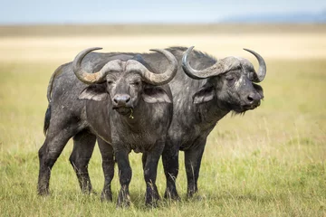 Foto op Canvas Two adult buffalo bulls standing alert in Masai Mara in Kenya © stuporter