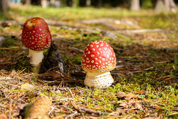 Fly agaric mushroom in the wild growing on moss and grass.