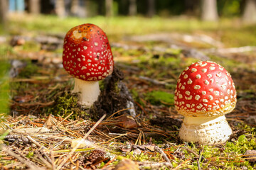 Fly agaric mushroom in the wild growing on moss and grass.