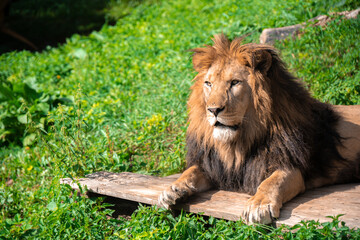 Lion lying on the grass with a calm face expression