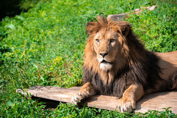 Lion lying on the grass with a calm face expression