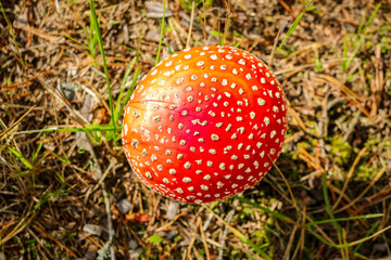 Fly agaric mushroom in the wild growing on moss and grass.