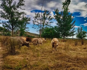 Vacas en el pasto al aire libre