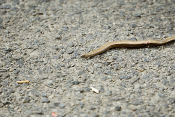 Petit orvet rampant sur le sol .