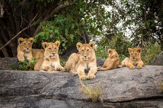 Lion cubs lying on rocks in Serengeti in Tanzania