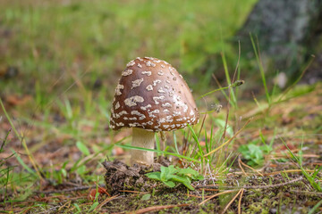 Poisonous fly agaric among fallen leaves. Panthercap, Amanita pantherina in the autumn Forest.