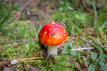 Fly agaric mushroom in the wild growing on moss and grass.