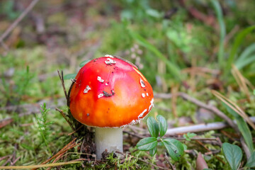 Fly agaric mushroom in the wild growing on moss and grass.