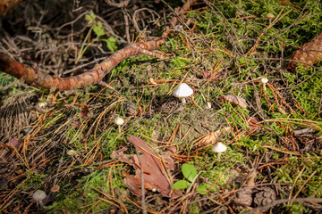 Moss-covered forest floor with wild mushrooms and pine needles.