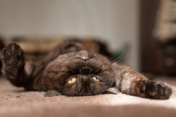 Funny black tabby cat basks on the sunlight