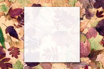 Autumn frame background. Blank white translucent card with colorful leaves. Fall season nature composition mock-up with space for text