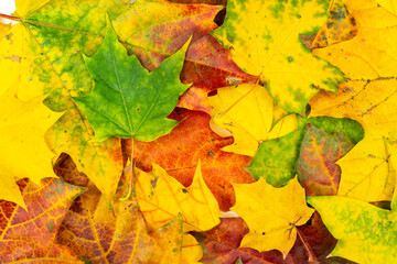 Naklejka na ściany i meble Autumn bouquet of dry maple leaves background texture. Frame.