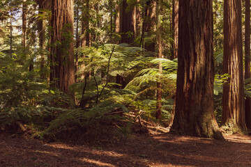 Naklejka premium Rotorua Redwoods Park in the centre of the North Island of New Zealand 