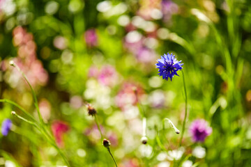 gardening, botany and flora concept - beautiful cornflower in summer garden