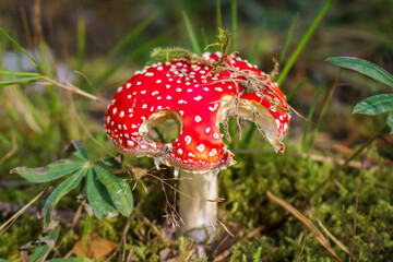 Old large red toadstool growing in forest. Natural forest background.