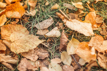 Season, nature and environment concept - fallen autumn leaves on green grass