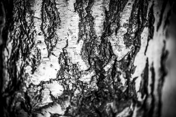tekstura drewniana, Idealna tekstura jako tło do dalszych zdjęć i obróbek, kora drzewa stanowiąca idealne tło do posta