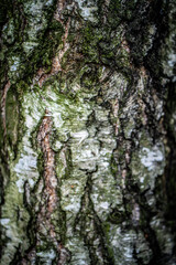 tekstura drewniana, Idealna tekstura jako tło do dalszych zdjęć i obróbek, kora drzewa stanowiąca idealne tło do posta