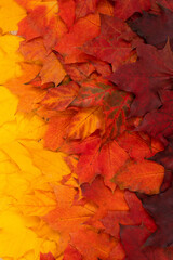 Autumn foliage with gradient. Top view of red, orange and yellow maple leaves.