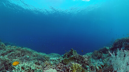 Fototapeta na wymiar Tropical Fish Corals Marine Reef. Underwater Sea Tropical Life. Tropical underwater sea fishes. Underwater fish reef marine. Tropical colorful underwater seascape. Panglao, Bohol, Philippines.